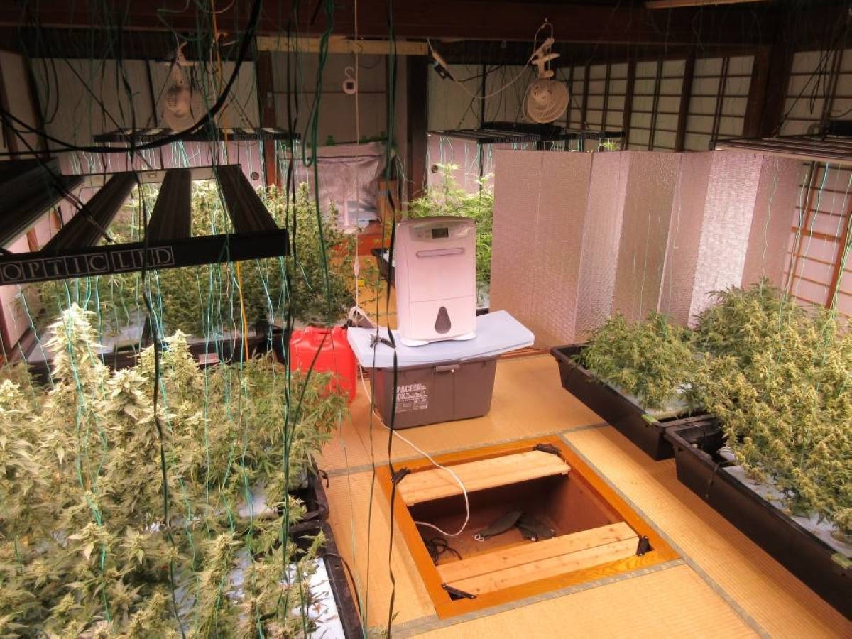 Japan tightens cannabis laws amid rising youth usage