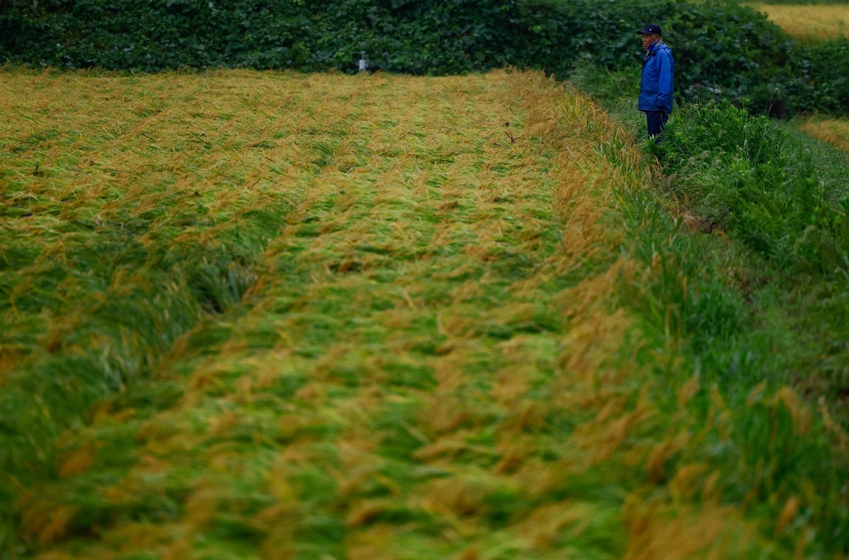 Japan to sell emergency rice stockpiles to reduce prices.