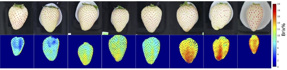 New method shows white strawberry sweetness without harm.