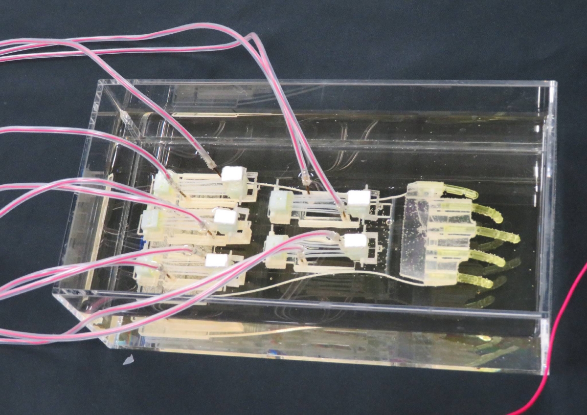 Japanese team creates largest biohybrid robot hand.