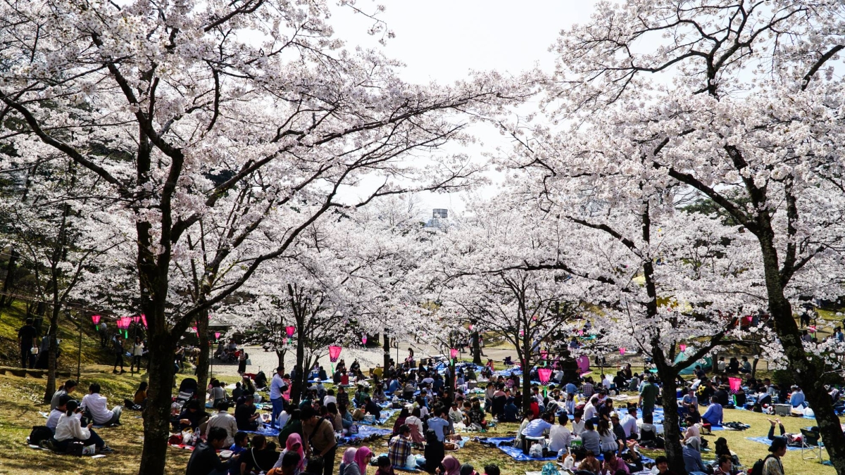Inflation casts shadow over Japan’s cherry blossom season