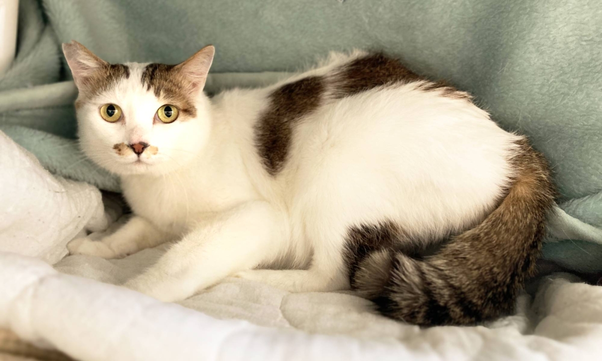 Meet the cool cat with a roguish mustache