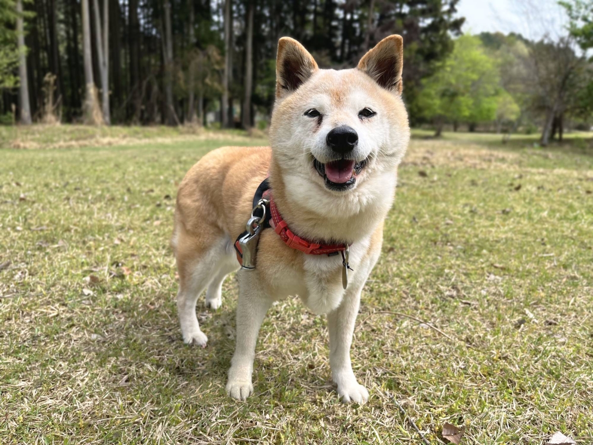  This charming Shiba enjoys life’s simple pleasures 