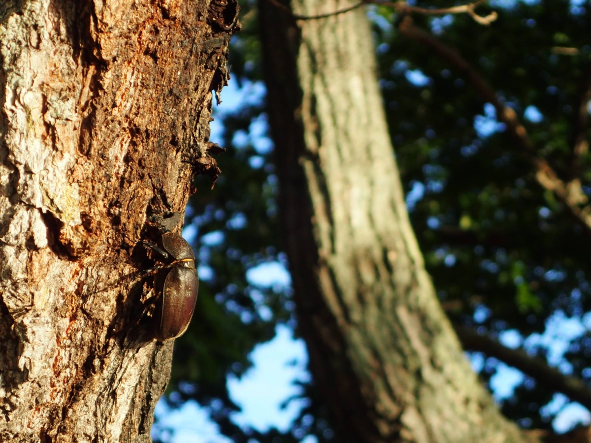 France worries about Japanese beetles after finding two