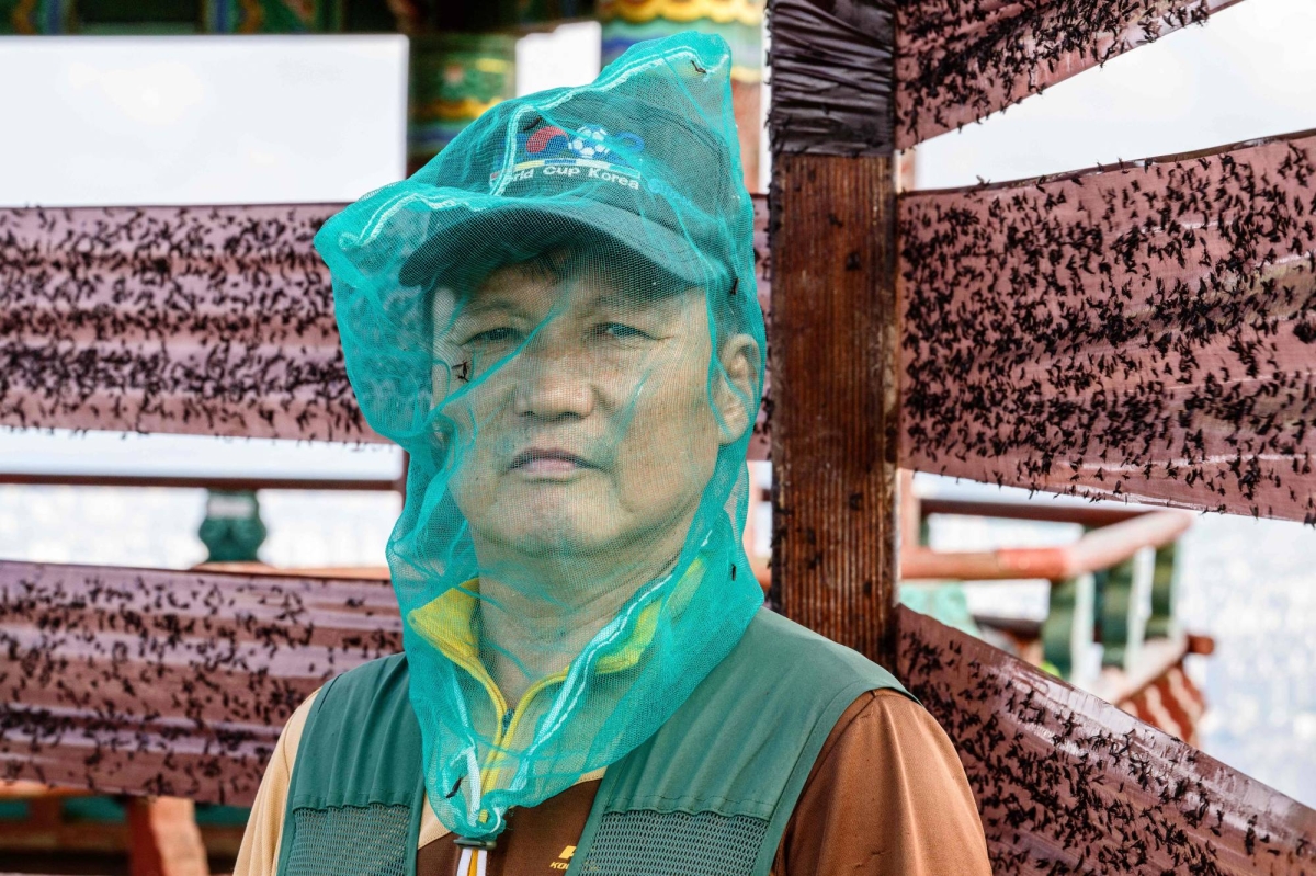  South Korea battles lovebug invasion amid climate change 