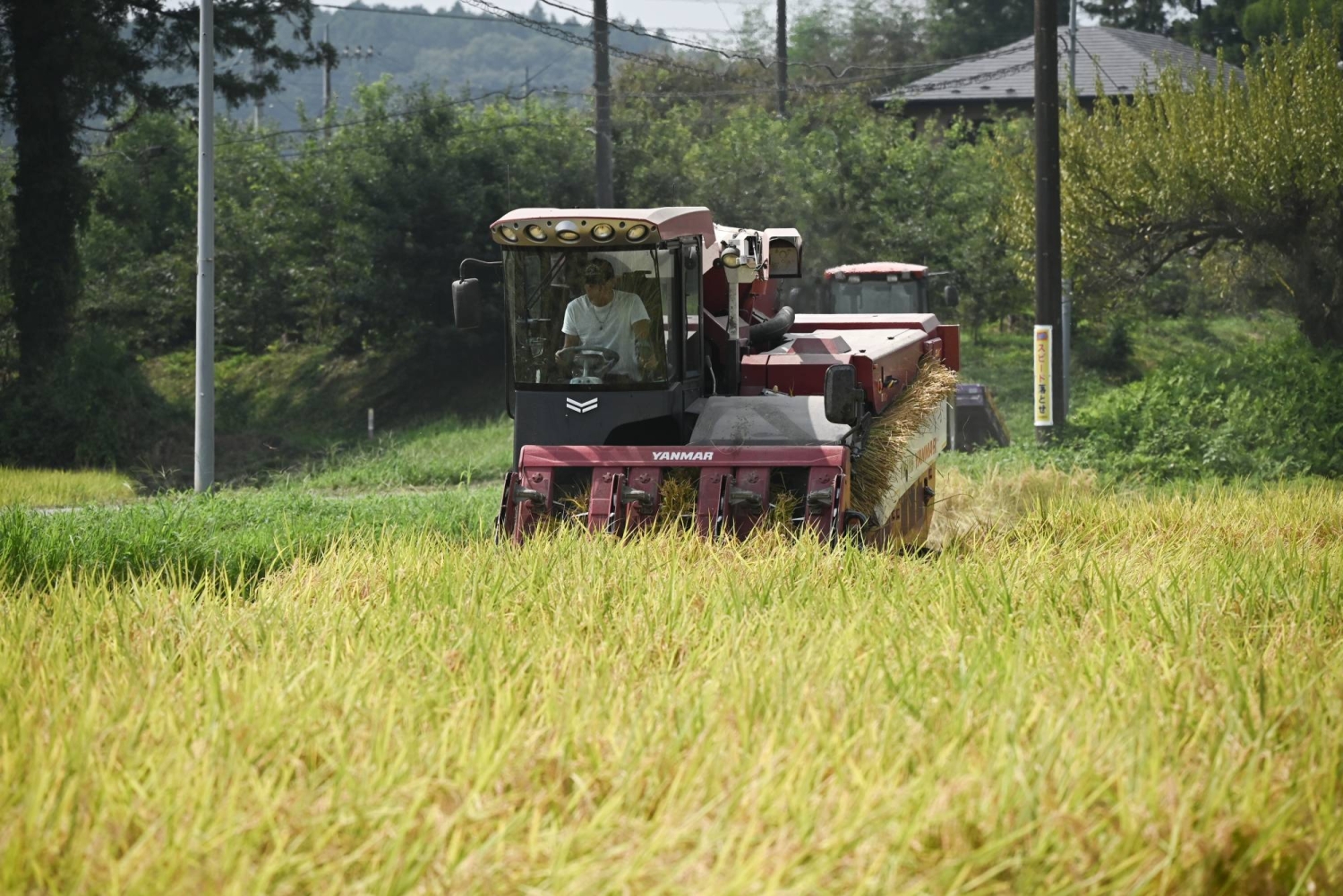 Rice demand for year through June estimated to be up to 7.1 million tons