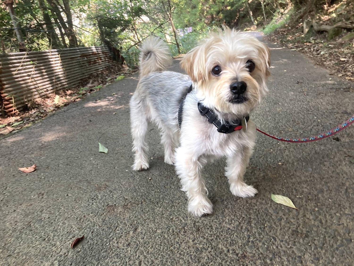 Chipper Yorkie-Maltese mix still young at heart