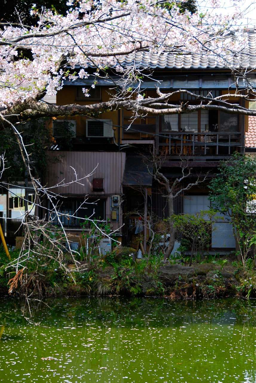In bloom: Situated in Kita-Kamura, a short train ride from Tokyo, En overlooks an ancient pond with cherry trees. The multi-course kaiseki meals include a dish of premium sashimi. | ROBBIE SWINNERTON