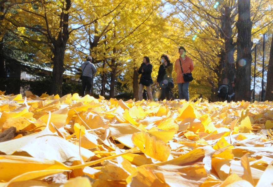 Visitors stroll on ginkgo leaves Wednesday at Showa Kinen Park in Tachikawa, western Tokyo. The park has 106 ginkgo trees along a 200-meter 