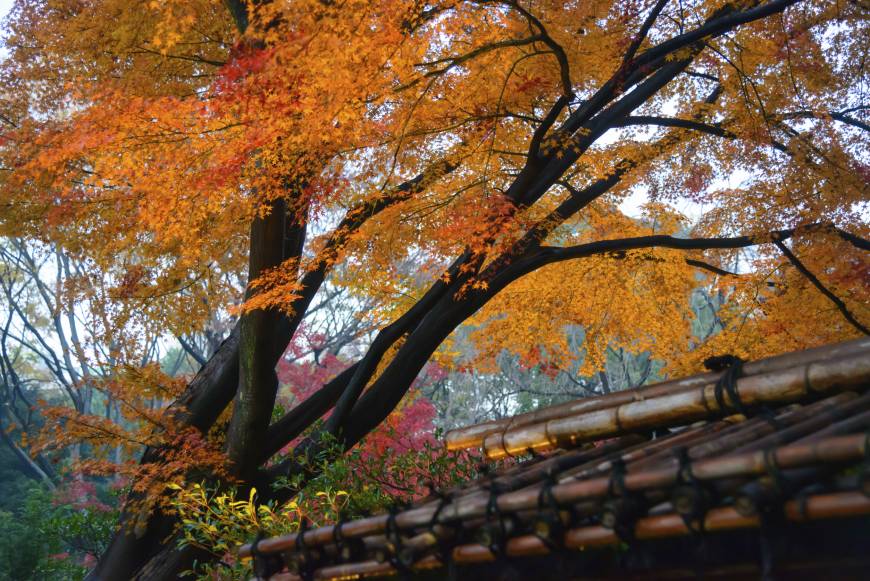 Autumn foliage in Rikugien Garden in the Komagome area of Tokyo