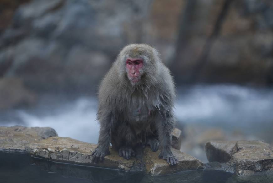A Japanese macaque (or so-called Snow Monkey) takes a rest on rocks near a hot spring at a valley in Yamanouchi, Nagano Prefecture, on Monday.
