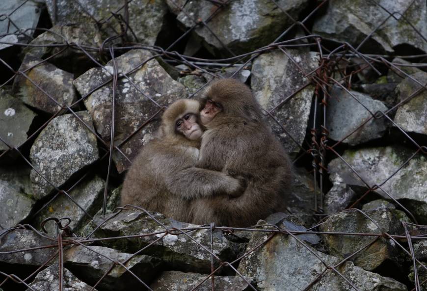 Since temperatures in and around Nagano city often reach below freezing during the winters, the Snow Monkeys have taken advantage of the area