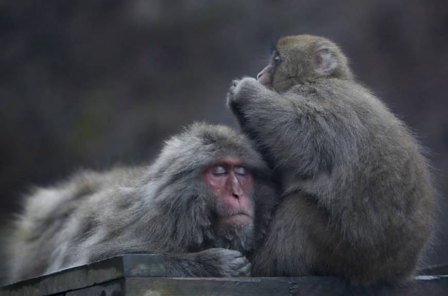 The famous monkey park is located in Jigokudani, which has been nicknamed 