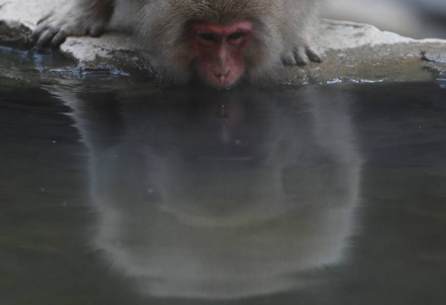 While macaques in places such as Yakushima, Kyoto and Gifu often huddle together to stay warm during cold weather, Yamanouchi