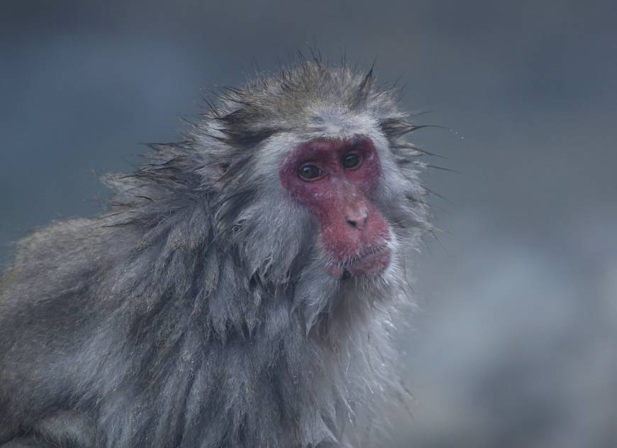 These macaques have become synonymous with the country, and they are even called 