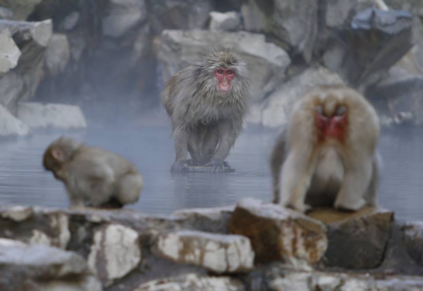 Monkey maniacs can check out the Japanese macaques online by visiting Google Maps (https://goo.gl/maps/ZR3fBKdL4AP2) or watching a live feed (http://www.jigokudani-yaenkoen.co.jp/livecam/monkey/index.htm).