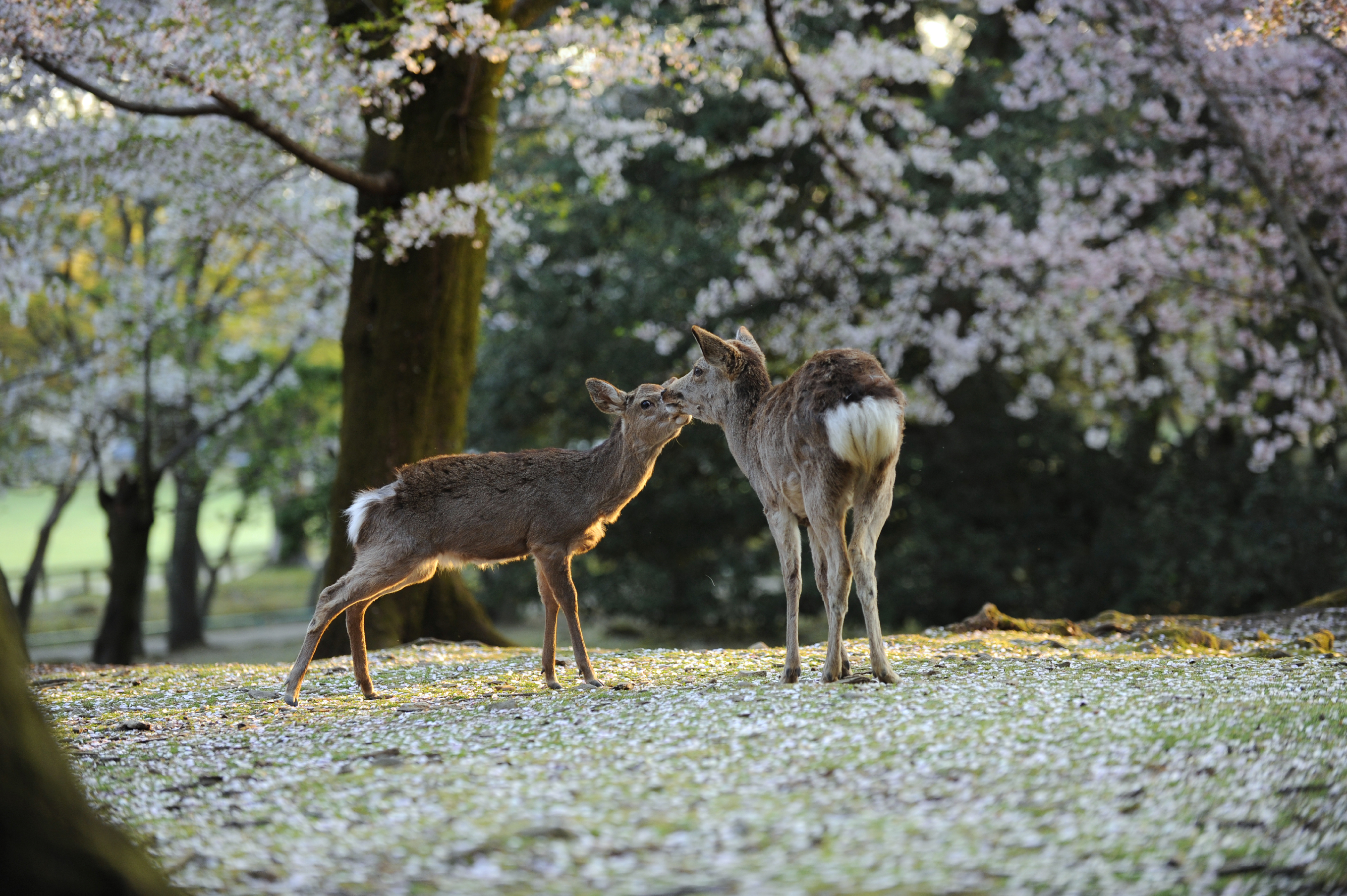 Japan Times