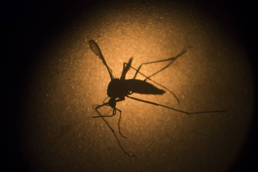  An Aedes aegypti mosquito is photographed through a microscope Jan. 27 at the Fiocruz institute in Recife, Pernambuco state, Brazil.