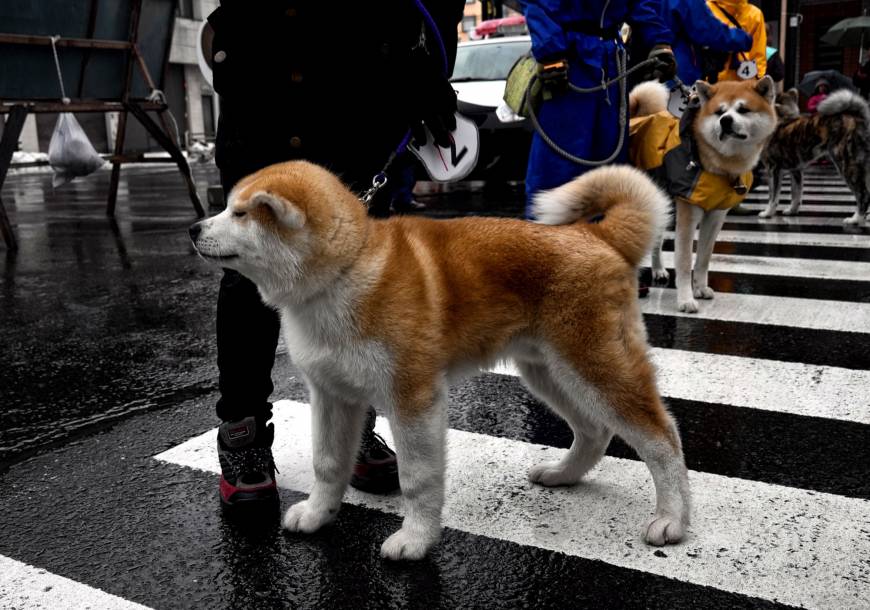 The Amekko-ichi festival in Odate, Akita Prefecture, features a parade hosted by the Akita Dog Preservation Society.