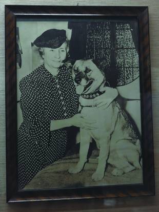 Activist Helen Keller is believed to be the first person to take an Akita to the United States.