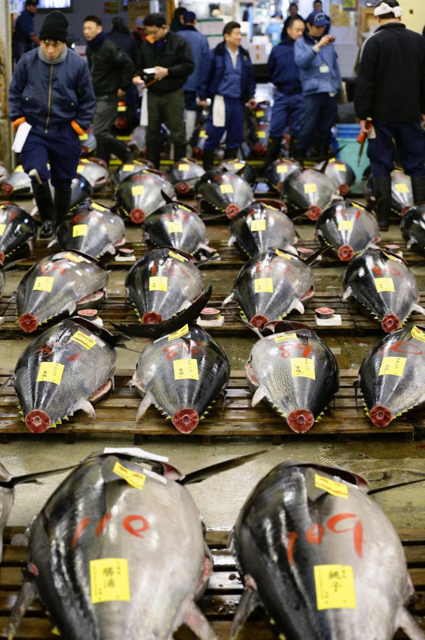 Rows of tuna are displayed at the Tsukiji market on Jan. 5. Tails are severed so that wholesalers can judge the quality of the fish.