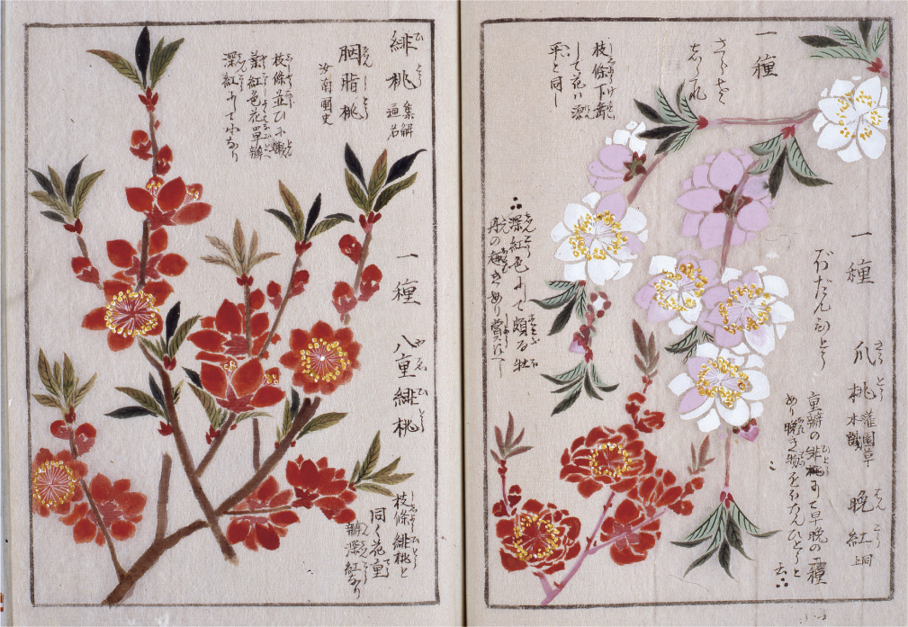 Japan Times