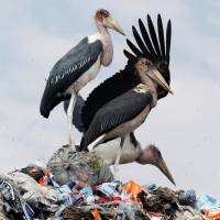 Marabou storks stand on a pile of recyclable plastic materials Friday at the Dandora dumping site on the outskirts of Nairobi. | REUTERS