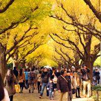 Pedestrians view Ginkgo trees in Meiji Jingu Gaien Park, in Tokyo\'s Shinjuku Ward, on Nov. 24, 2014. | YOSHIAKI MIURA