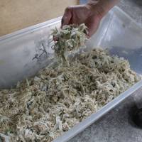 Used diapers collected in Hoki, Tottori Prefecture, from hospitals and nursing homes, are broken into pieces and dried so they can be recycled into pellets used as fuel. | CHUNICHI SHIMBUN