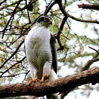 A goshawk is seen in Tochigi Prefecture in a photo provided by a conservation group. | KYODO