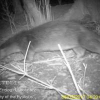 A wild otter is seen in this image captured on Nagasaki Prefecture\'s Tsushima Island in February. | UNIVERSITY OF THE RYUKYUS / VIA KYODO