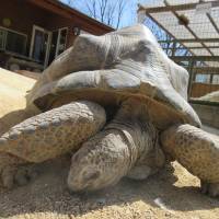 Aboo, the giant tortoise which ran away from a zoo in Okayama Prefecture, is shown in this photo taken in July at Shibukawa Animal Park in Tamano, Okayama Prefecture. | COURTESY OF SHIBUKAWA ANIMAL PARK / VIA KYODO