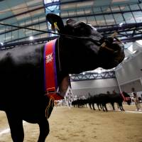 Award-winning cattle are showcased at the 11th National Japanese Beef Ability Expo, commonly known as the Wagyu Olympics, in Sendai on Monday. | REUTERS