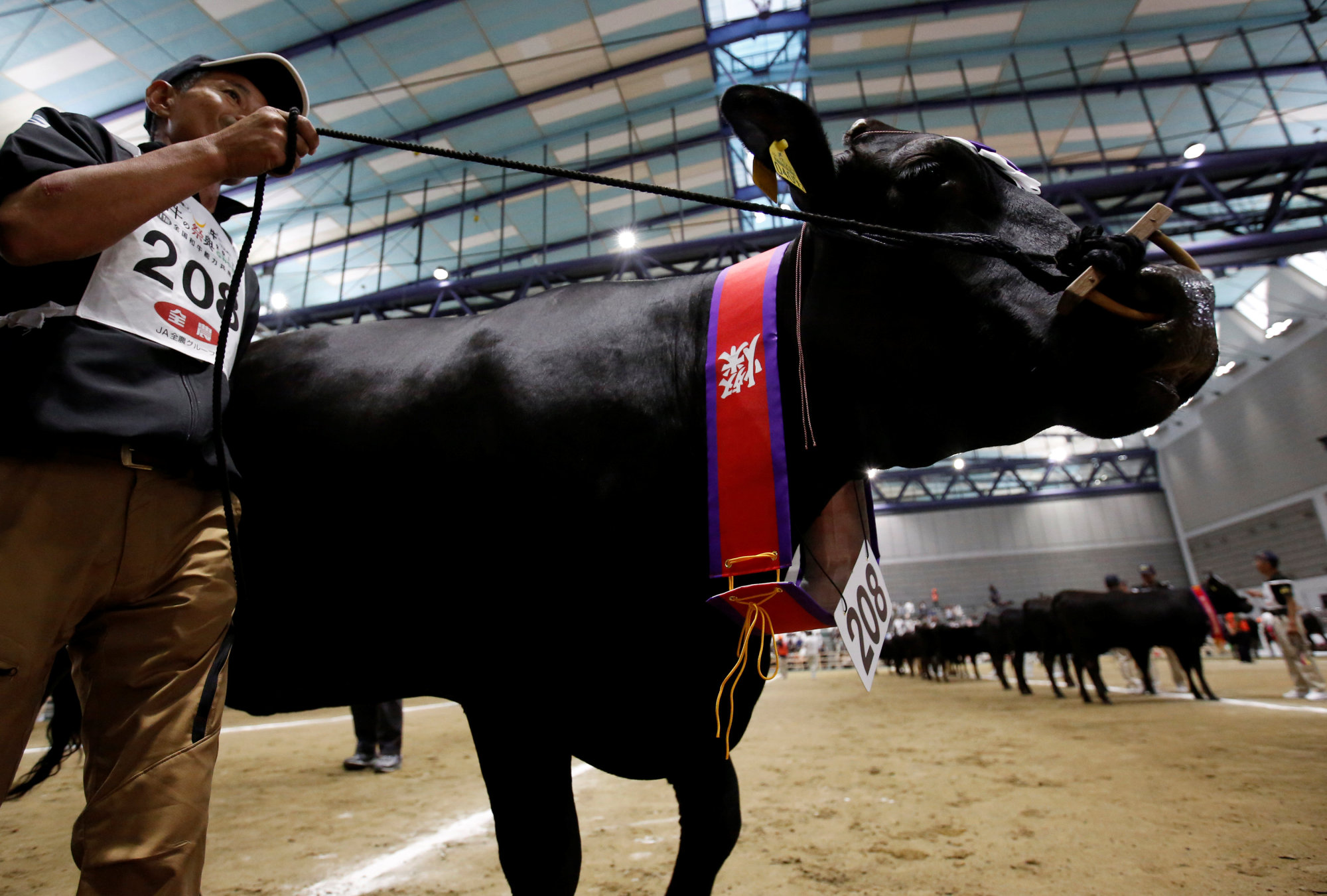 Award-winning cattle are showcased at the 11th National Japanese Beef Ability Expo, commonly known as the Wagyu Olympics, in Sendai on Monday. | REUTERS