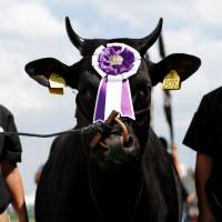 Eighteen-month-old female cattle Yoriko, from Kagoshima Prefecture, poses for a photograph after winning the breeding cattle category - young female cattle division competition. | REUTERS