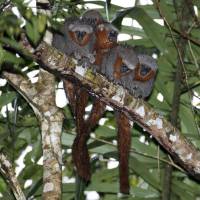 Milton\'s titi monkeys in the Amazon forest in Brazil. | WWF BRAZIL / ADRIANO GAMBARINI / VIA AFP-JIJI