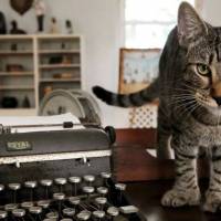 One of the six-toed felines descended from a tomcat named Snow White that the acclaimed American author Ernest Hemingway adopted while he lived in Key West, Florida, in the 1930s is seen in this undated photo at the Hemingway Home Museum in Key West. | COURTESY HEMINGWAY HOME MUSEUM / HANDOUT / VIA REUTERS