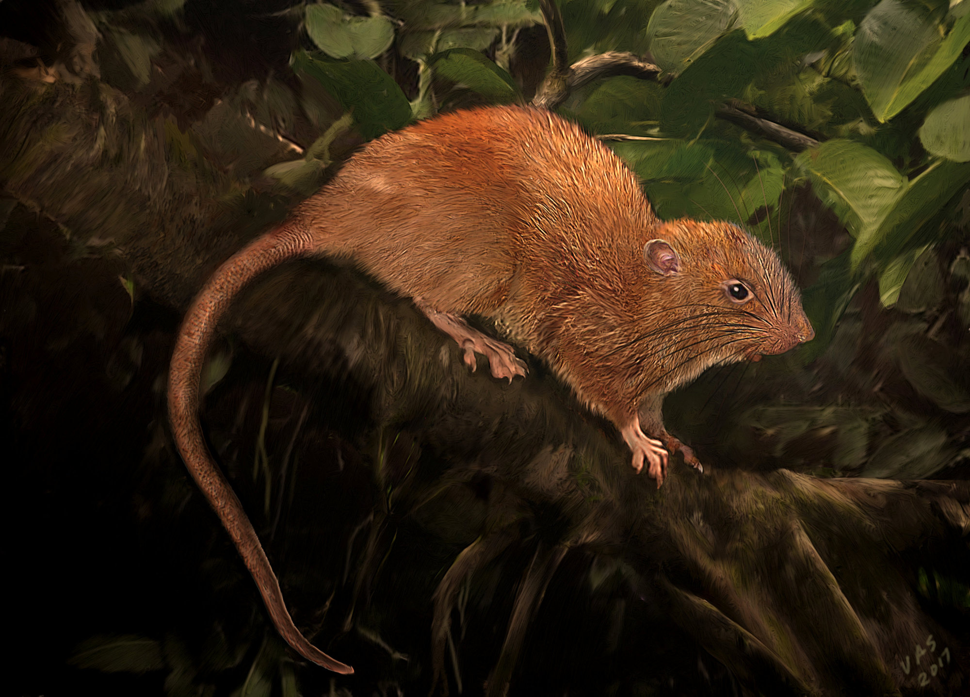 An illustration of the species Uromys vika | REUTERS