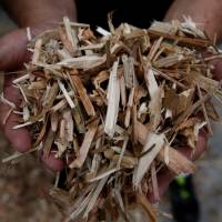 A staffer at an Eco Green Holdings factory in Tokyo shows wood chips produced from construction waste. | REUTERS
