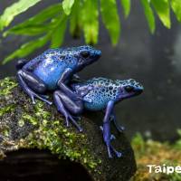 Blue poison dart frogs are seen in a photo taken in July. | TAIPEI ZOO / VIA KYODO