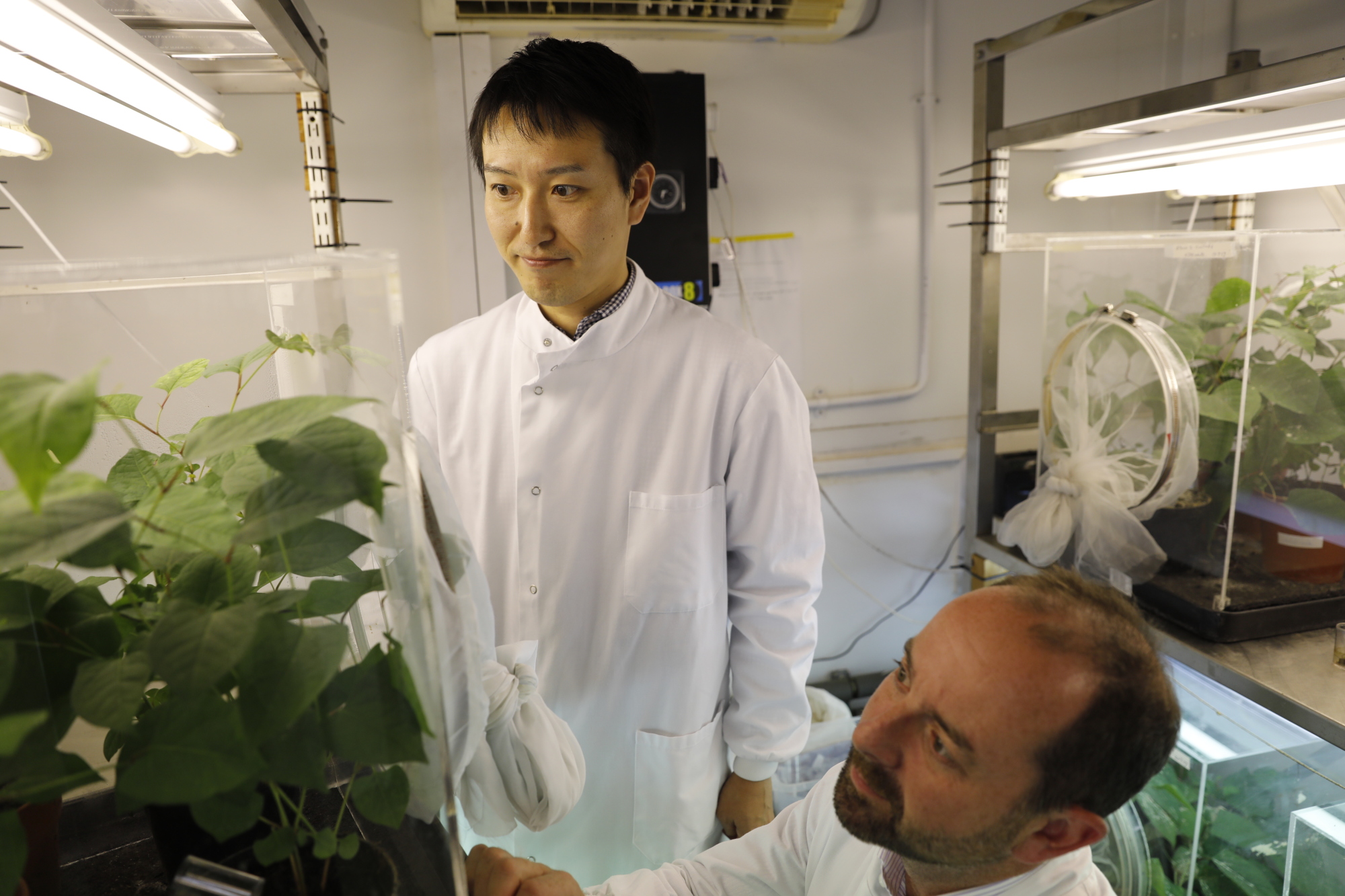 Dick Shaw, country director for CABI, and research scientist Daisuke Kurose study psyllids on a Japanese knotweed plant in a laboratory in Egham, England, on Aug. 30. | KYODO