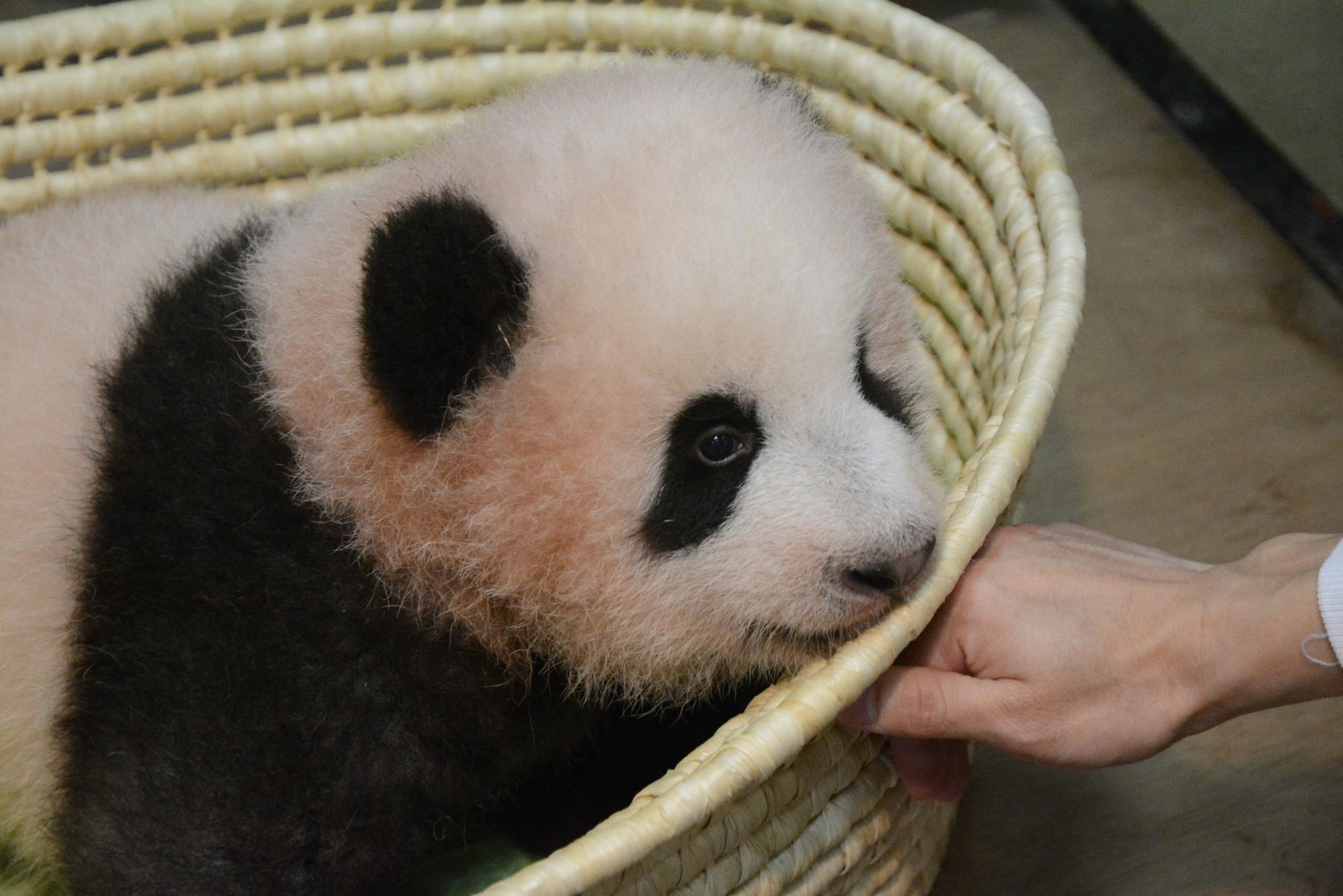 The panda cub born at Ueno Zoo in June has been named Xiang Xiang, Tokyo Gov. Yuriko Koike announced Monday. | TOKYO ZOOLOGICAL PARK SOCIETY