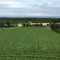 The Sea of Okhotsk can be seen beyond a vast expanse of farmland in the rural town of Shari, Hokkaido. | SAYURI DAIMON