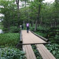 Visitors explore a walking trail on the Shiretoko Peninsula in August that weaves around the region\'s spectacular lakes. | SAYURI DAIMON