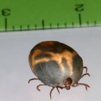 Ticks transmit deadly diseases, including thrombocytopenia syndrome and Japanese spotted fever. | NATIONAL INSTSITUTE OF INFECTIOUS DISEASES / VIA KYODO