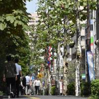 The platanus trees, which are slated to be cut down, that line Meidai Street in Chiyoda Ward, Tokyo, are seen in this photo taken on Thursday. | SATOKO KAWASAKI