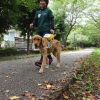 Japan Guide Dog Association trainer Naoko Shimada takes a young dog for a walk in August. | SATOKO KAWASAKI