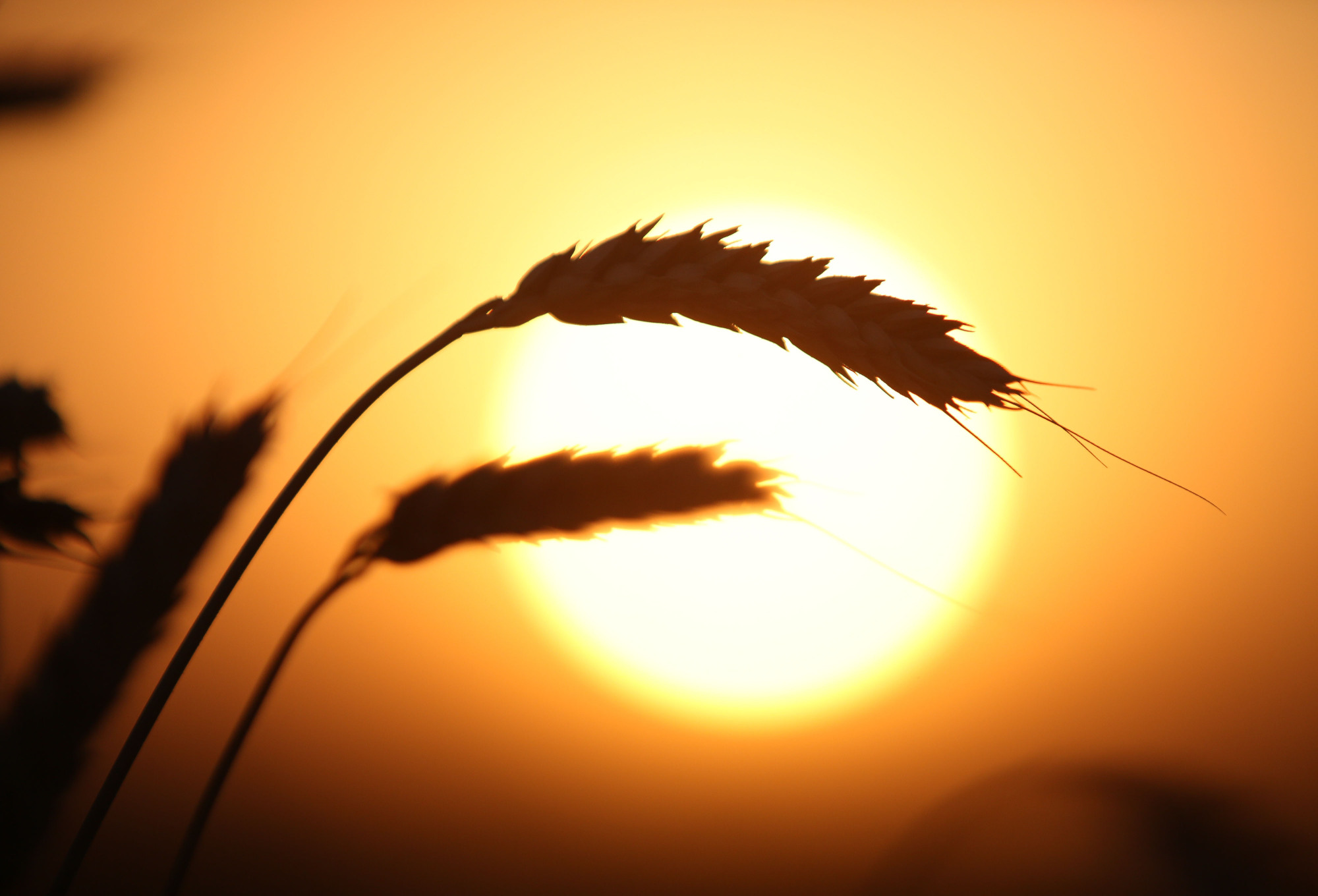 Evening sunlight illuminates wheat kernels on a farm  in Novoalexandrovsk, Russia. A rise in global temperatures is opening up more Russian land to agricultural use. | BLOOMBERG