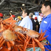 Red snow crabs await their fate in the port of Sakaiminato, Tottori Prefecture, on Wednesday, the first of the season. The crabs are renowned as an autumn specialty of coastal areas on the Sea of Japan. | KYODO