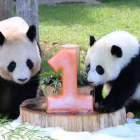 Baby panda Yuihin (right) scrutinizes a pink ice cake shaped like a \"1\" on Monday, her first birthday, together with her mother, Rauhin, at Adventure World theme park in Tanabe, Wakayama Prefecture. The cake was a gift from zoo workers. | KYODO